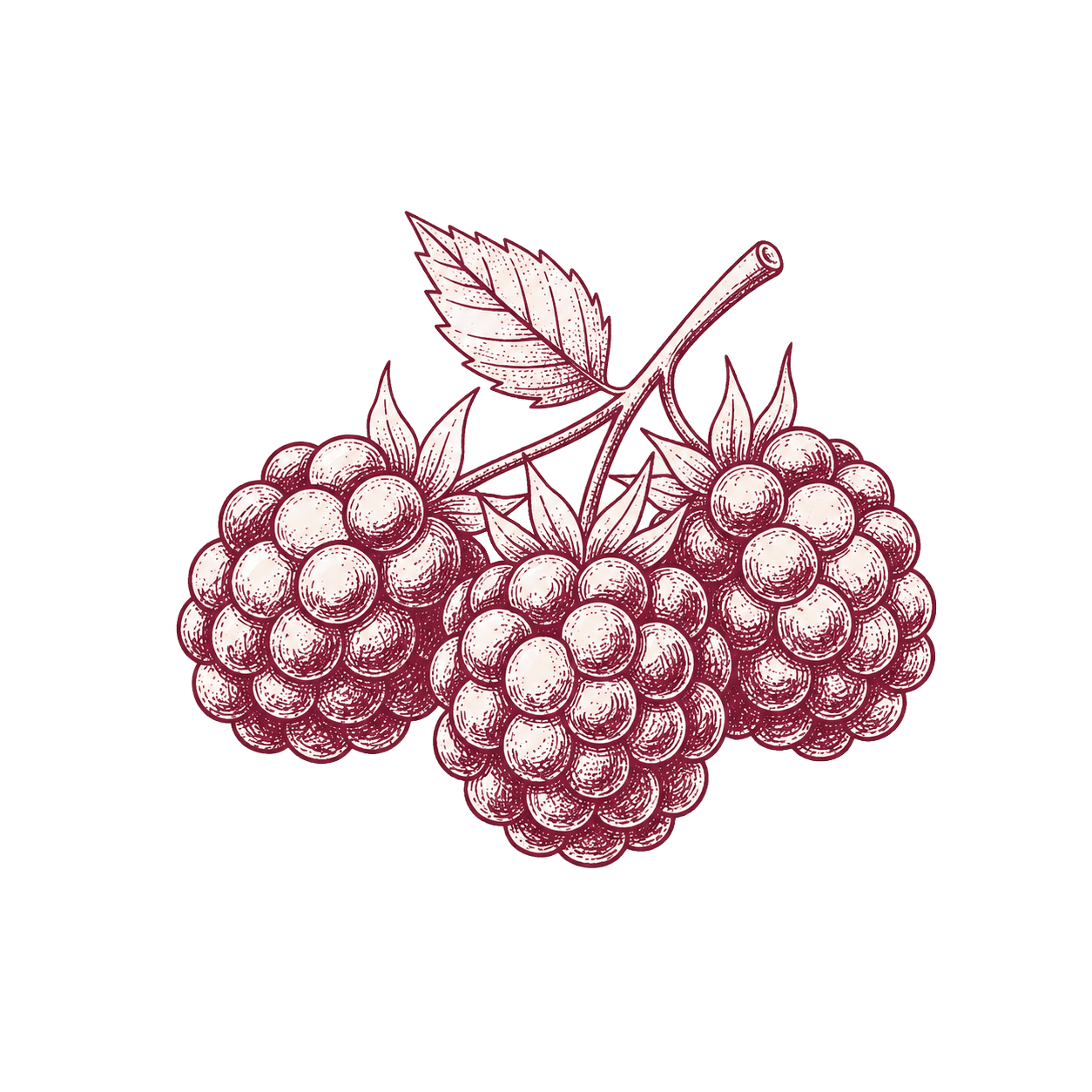 Illustration of Blackberries
