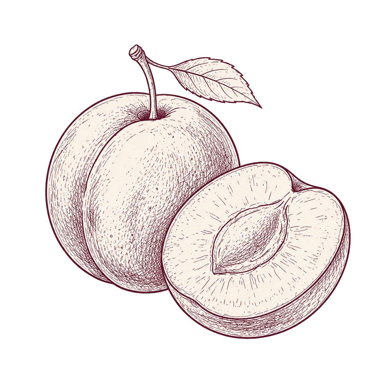Illustration of Plum
