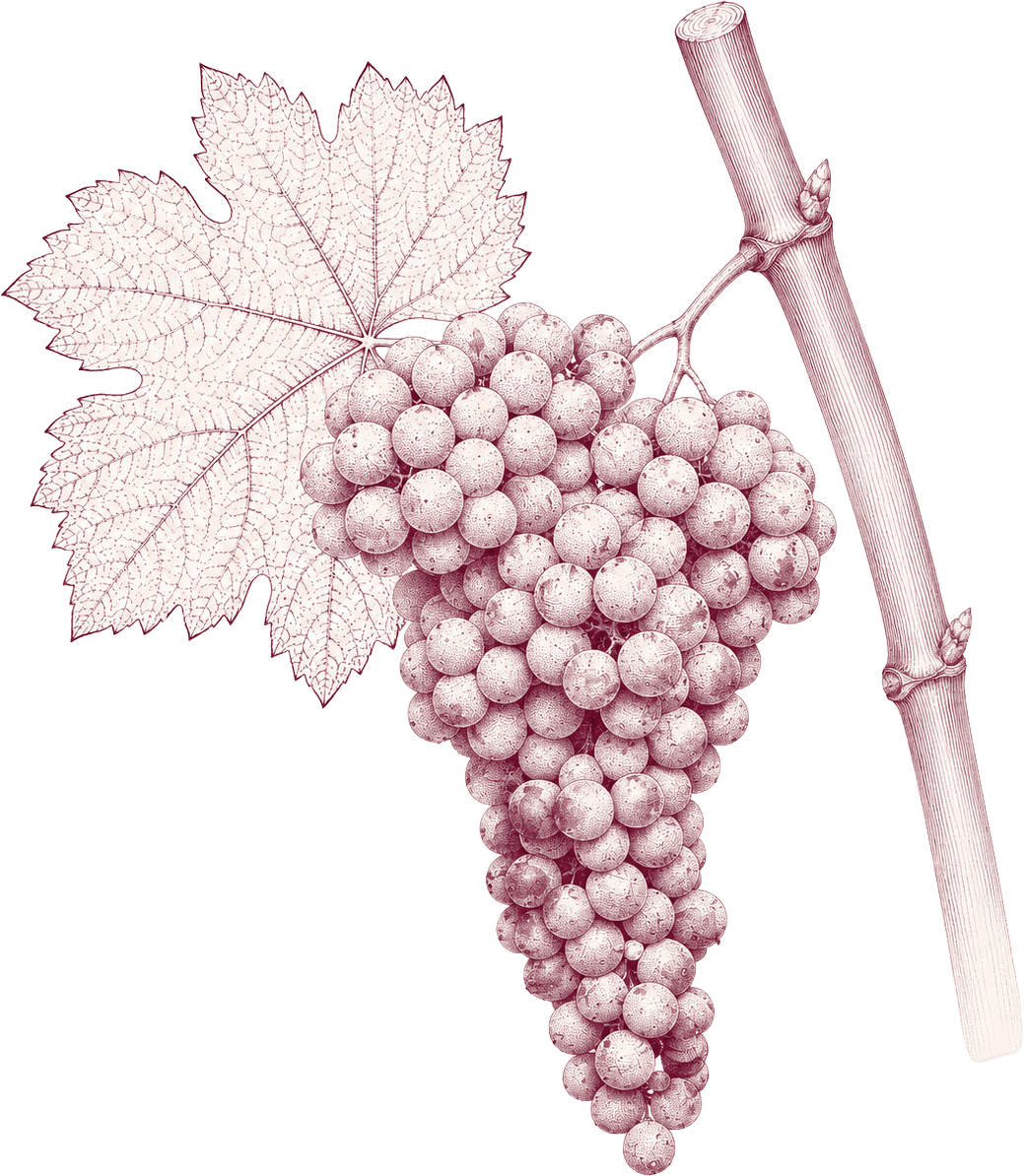 Illustration of Merlot